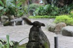Squirrel in temple area