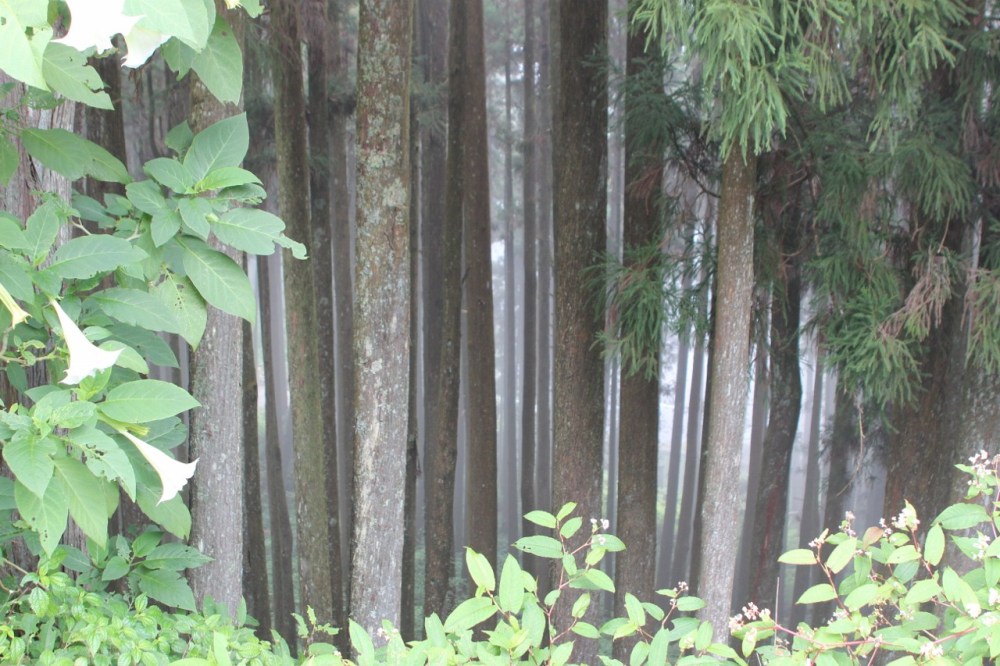 View from hotel area in Alishan