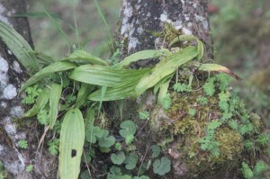 Maybe Pleione Orchid