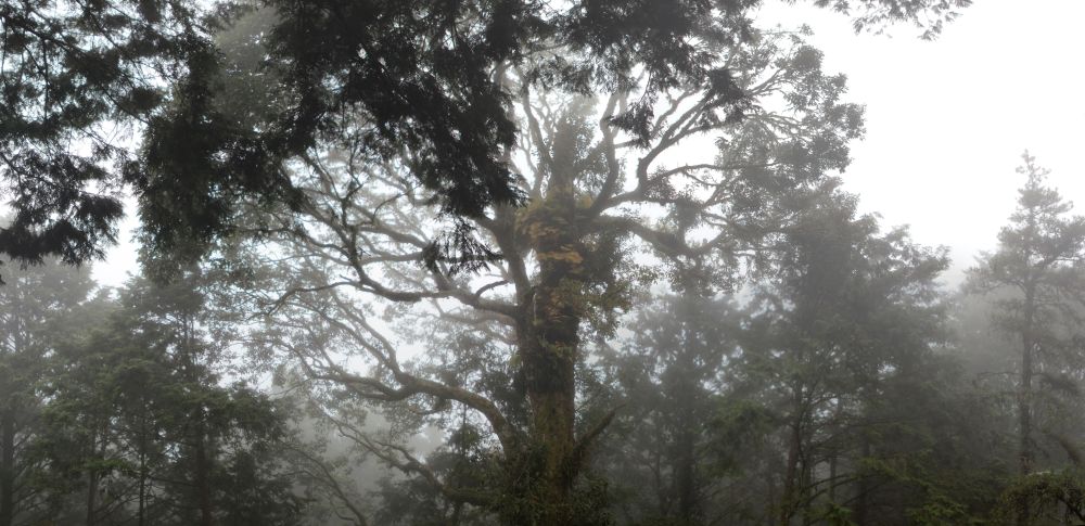 Panorama in Alishan forest