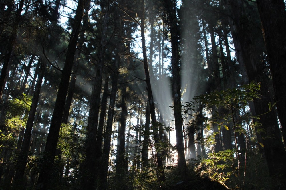Sunbeams in Alishan 2