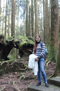 Tree stump in Alishan