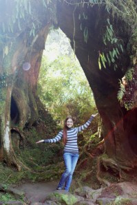 Large tree in Alishan