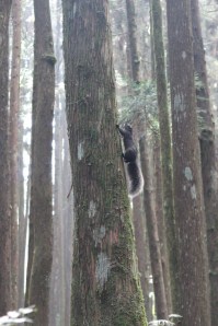 Squirrel in Alishan, Taiwan
