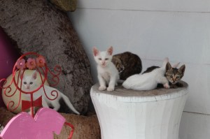 Cute cats on Orchid Island