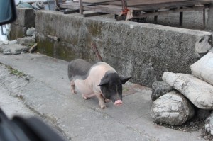 Pig on Lanyu