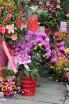 Orchids at Longshan Temple