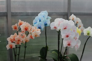 Phal Orchid colour experiment