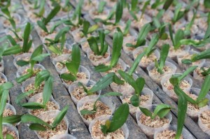 Small seedlings