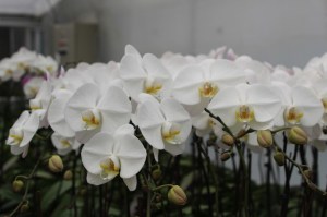 Orchid for the Japanese market