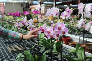 Phal Orchid Japanese Lady