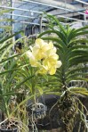 Vanda Orchid