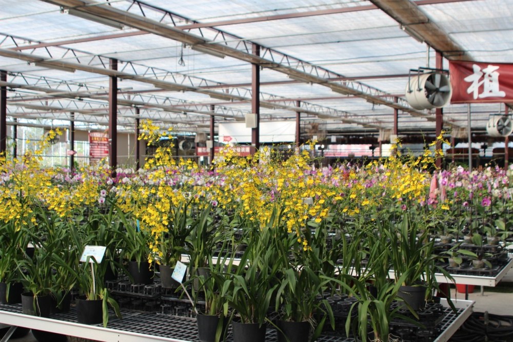 Ming Feng orchid farm