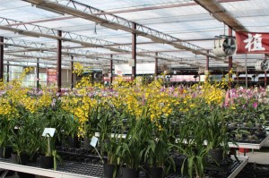 Ming Feng orchid farm
