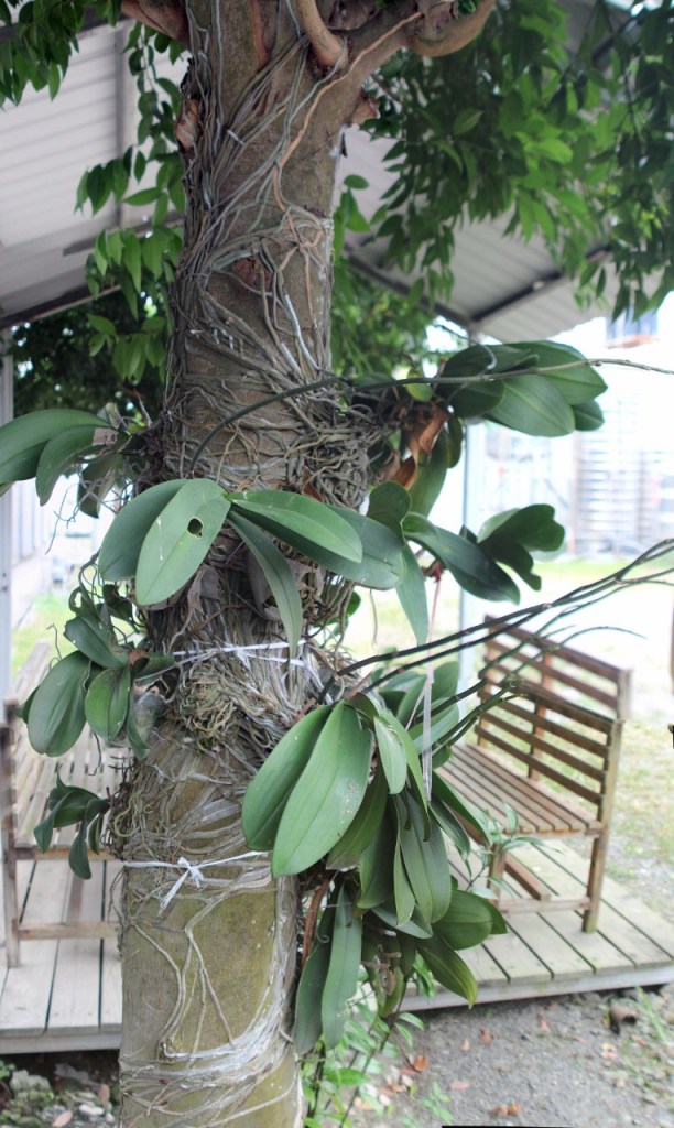 Tree with Orchids