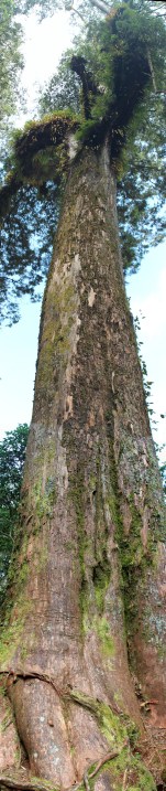 Huge tree in Alishan