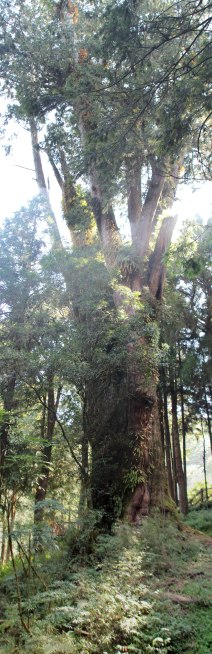 large tree in Alishan