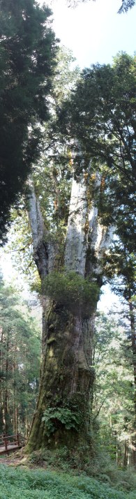 giant tree in Alishan